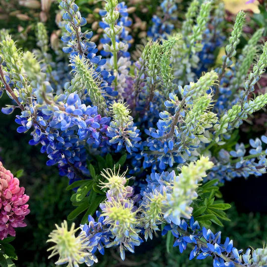 Lupin 'Hartwegii'