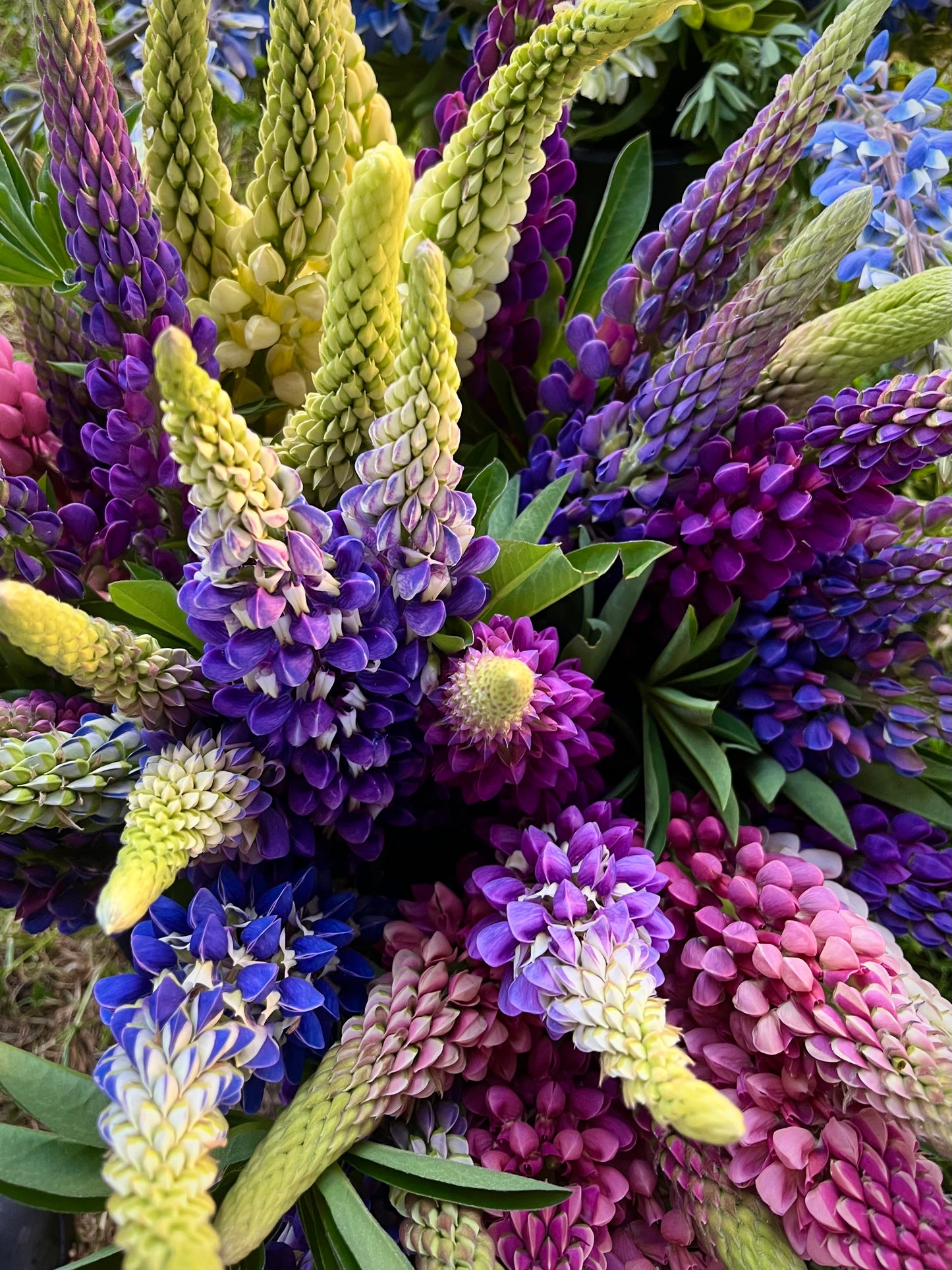 Lupin 'Russell'