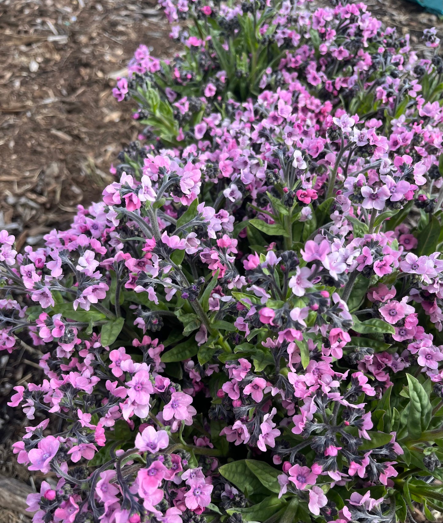Chinese Forget Me Not 'Mystic Pink'