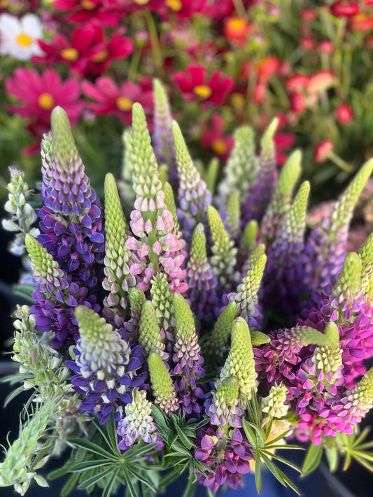 'Russell' Lupins