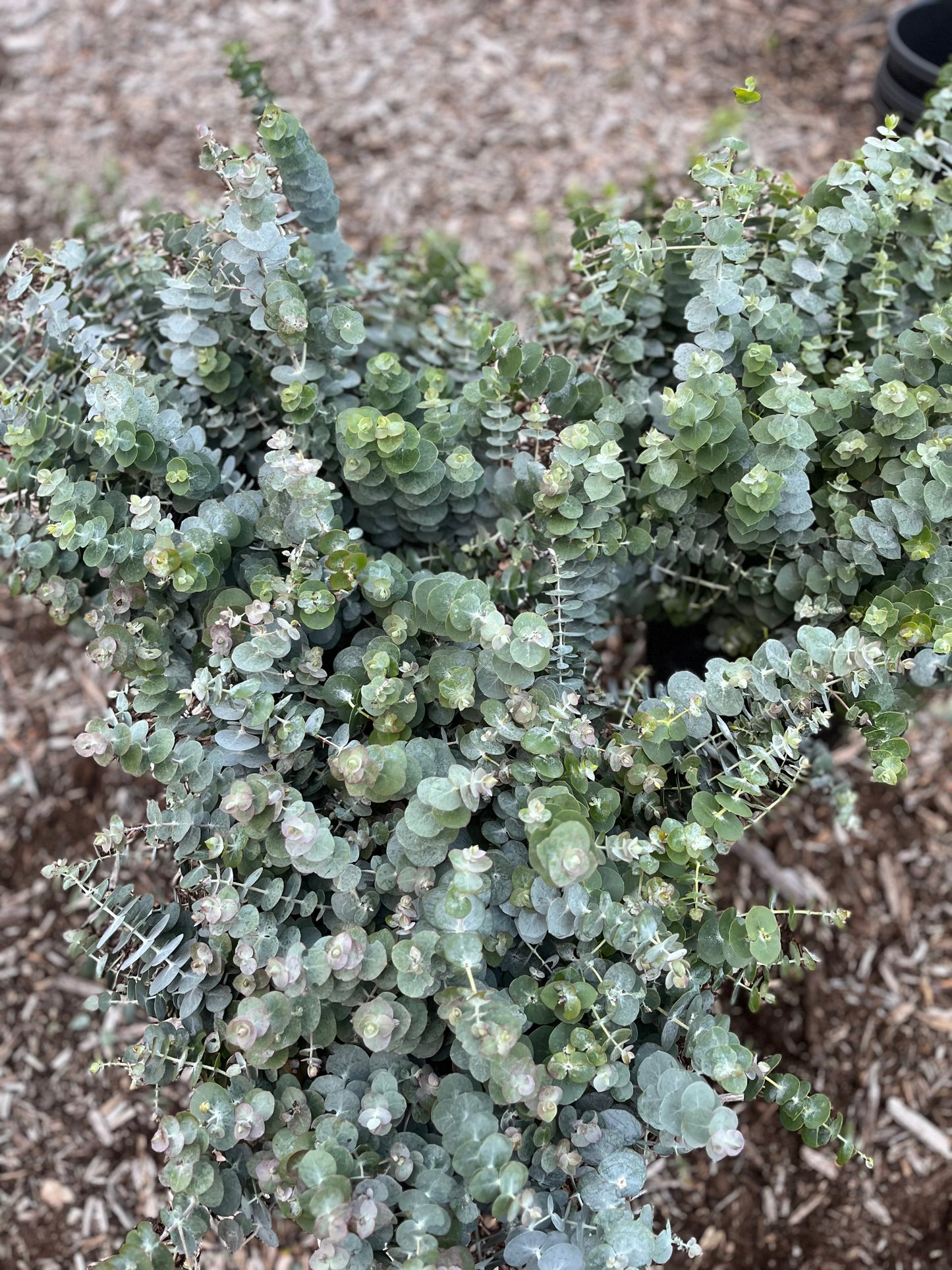 'Baby Blue' Eucalytpus