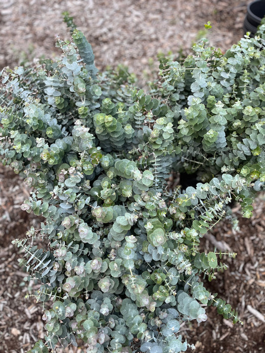 'Baby Blue' Eucalytpus